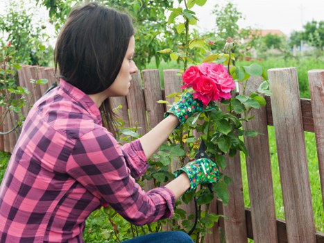 A woman wearing a pink and purple checkered shirt and colorful gardening gloves is tending to a pink flowering shrub in a garden. She is leaning forward slightly, carefully pruning or inspecting the plant with her right hand, while supporting the stem with her left hand. The garden features a wooden fence in the background, which is slightly weathered, with green foliage and other plants visible beyond it. The surrounding garden area has a well-maintained lawn with lush, green grass, and various other plants and shrubs can be seen, suggesting a tidy and cared-for outdoor space. The scene appears to be set during daytime with natural light illuminating the area, indicating mild weather conditions suitable for outdoor gardening activities. This image reflects typical garden maintenance tasks that could be offered by companies like Garden Maintenance Crystal Palace, emphasizing pruning, plant care, and garden tidiness within a natural, residential environment in the Crystal Palace area.